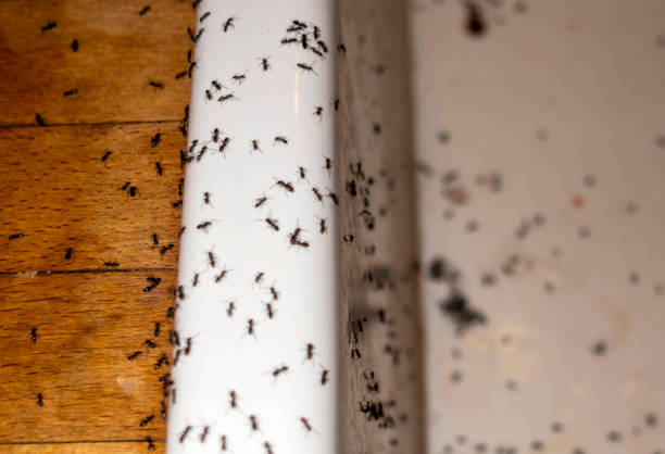 Best Spider Control Near Me  in Wingate, NC