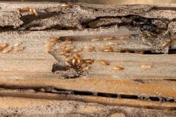 Professional Pest Control in Wingate, NC
